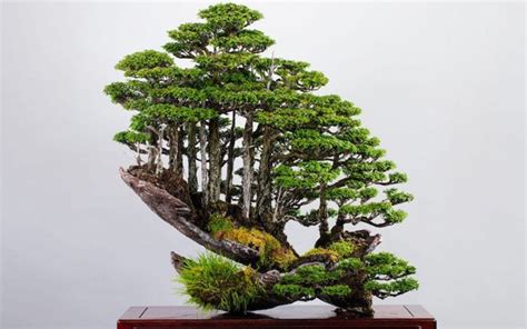 盆栽|Bonsai